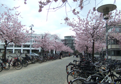 Göttingen, Universität